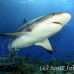 shark_reef_caribbean_ft_lbb_h_3858_bah4532_rv.jpg